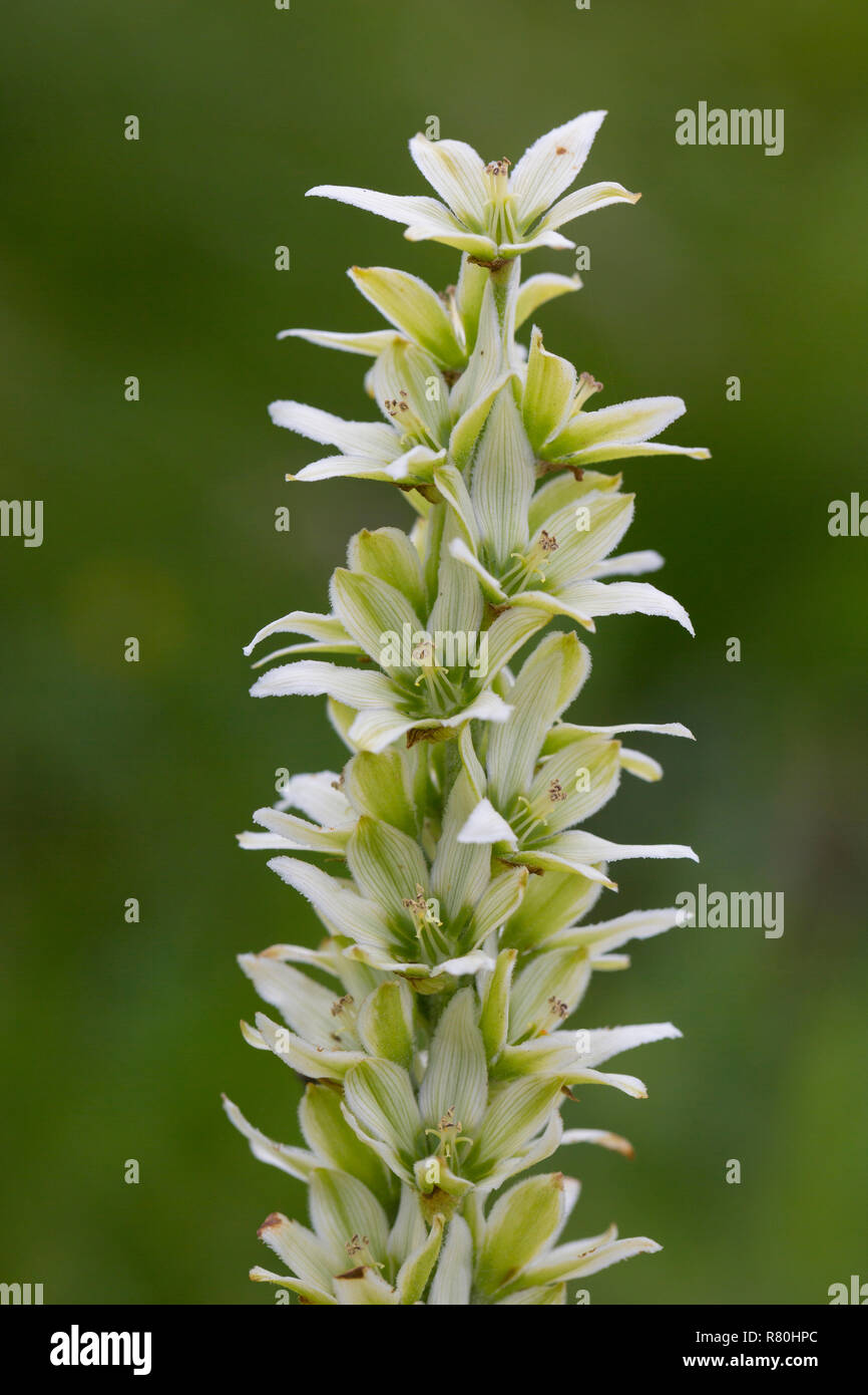 Veratrum bianco (Veratrum album), l'infiorescenza. Parco Nazionale degli Alti Tauri, Carinzia, Austria Foto Stock