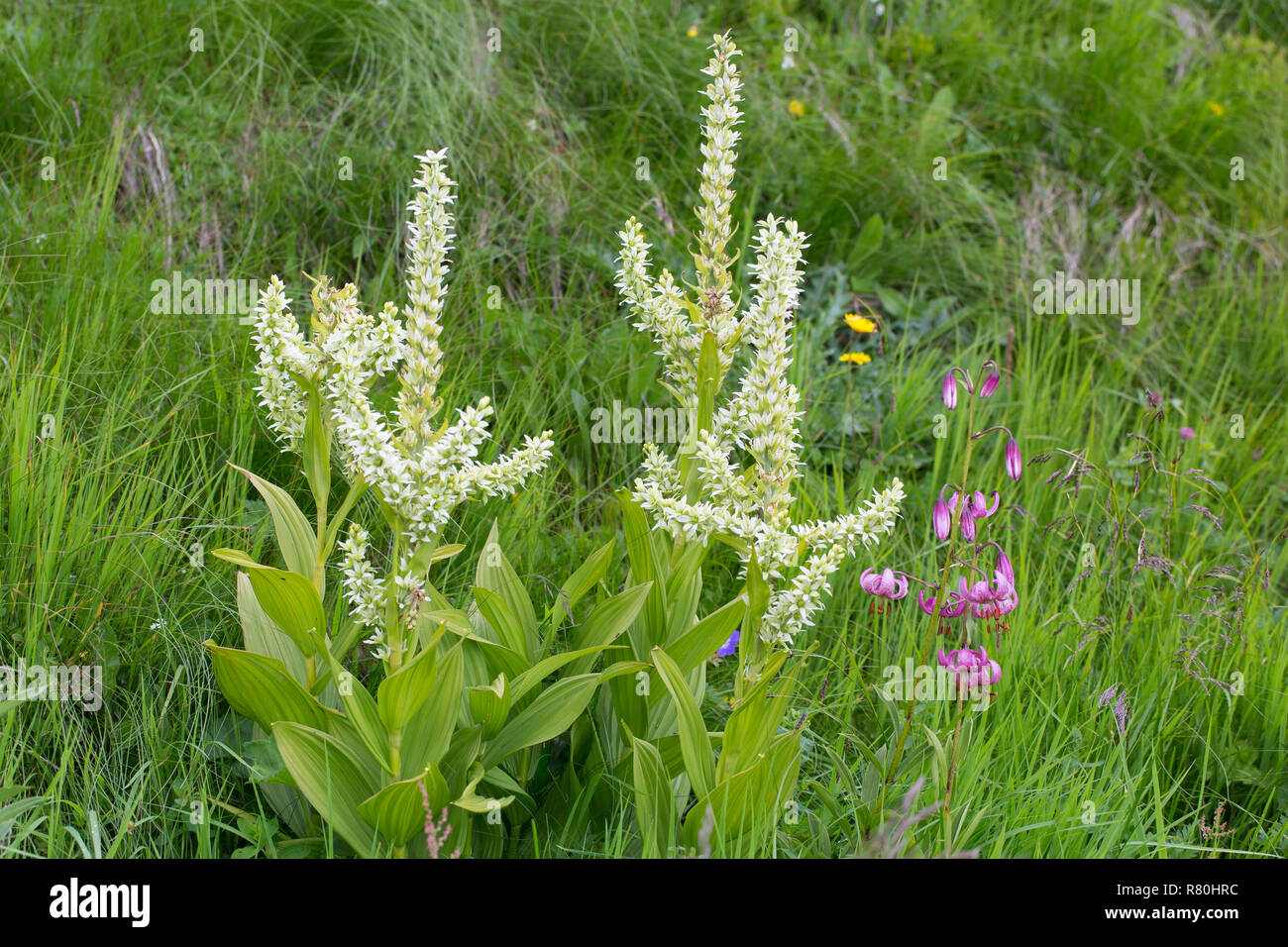 Veratrum bianco (Veratrum album), piante fiorite. Parco Nazionale degli Alti Tauri, Carinzia, Austria Foto Stock
