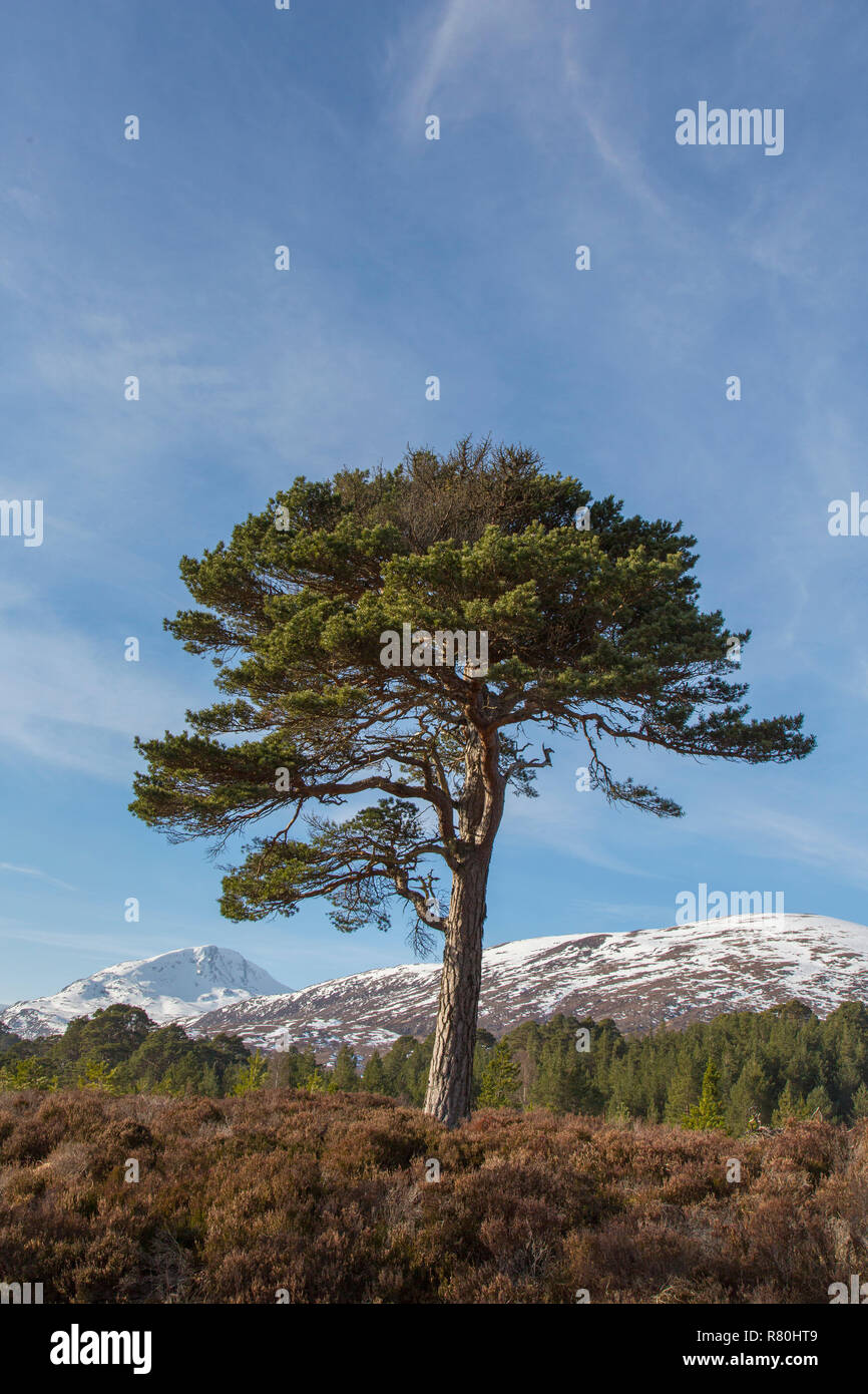Di Pino silvestre (Pinus sylvestris), singolo albero. Glen Affric, Highlands scozzesi, Scozia, Gran Bretagna Foto Stock
