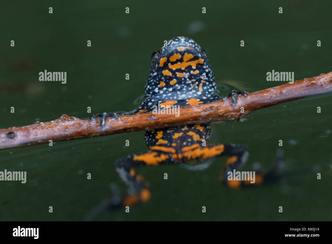 Fire-panciuto toad (Bombina bombina) in uno stagno, che mostra i colori di avvertimento. Germania Foto Stock