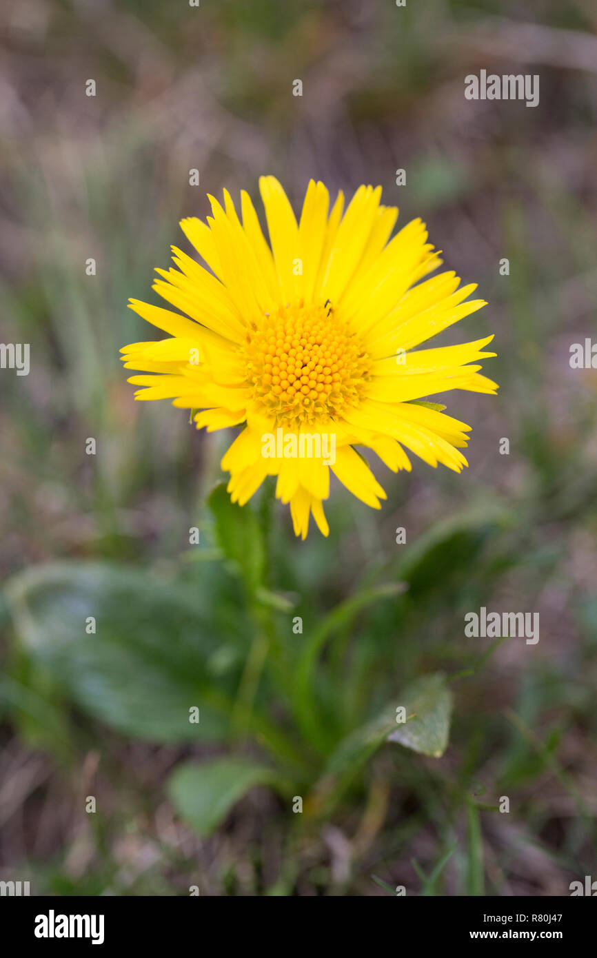 Leopardi-bane (Doronicum glaciale), la fioritura delle piante. Parco Nazionale degli Alti Tauri, Carinzia, Austria Foto Stock