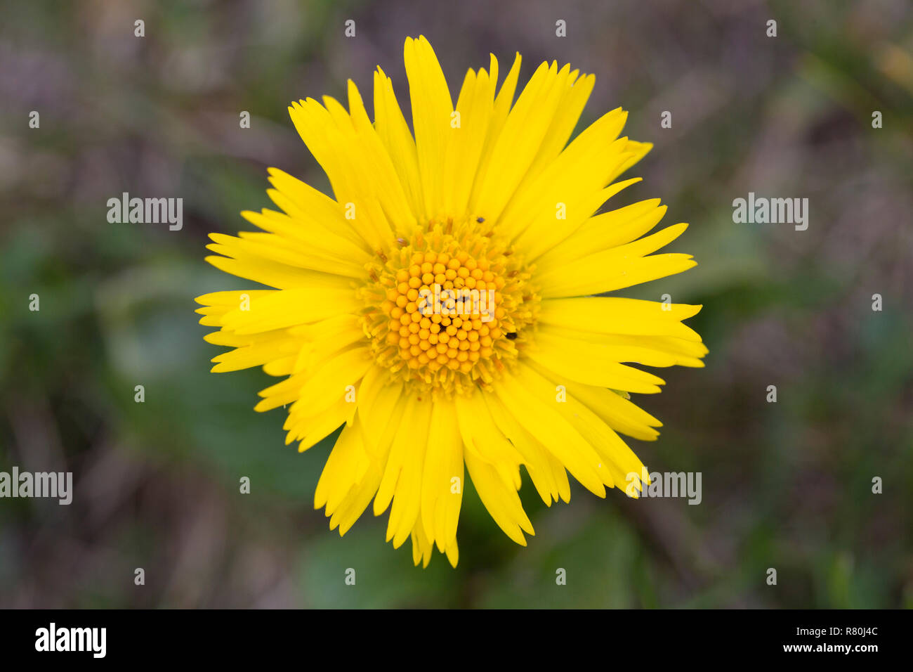 Leopardi-bane (Doronicum glaciale), flowerhead. Parco Nazionale degli Alti Tauri, Carinzia, Austria Foto Stock