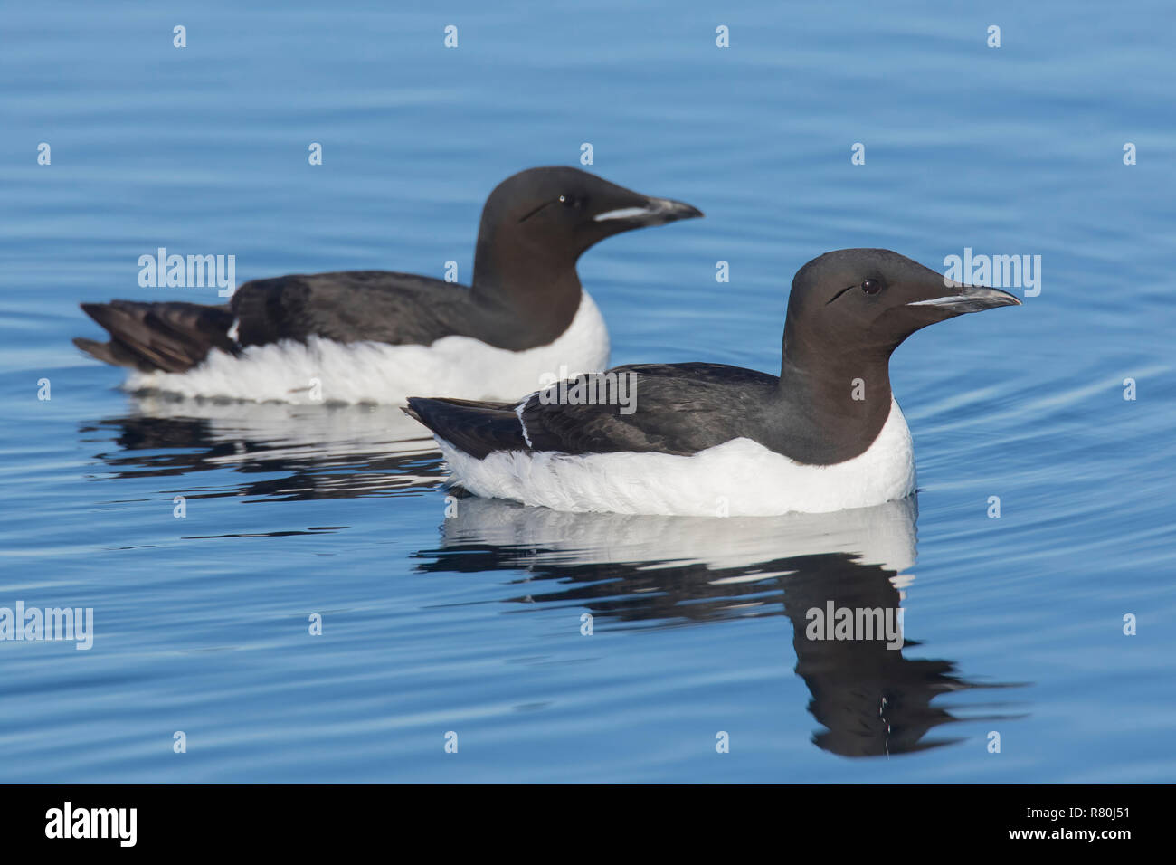 Bruennichs Guillemot, spessa fatturati Murre (Uria lomvia). Due adulti nuoto sul mare. Svalbard. Foto Stock