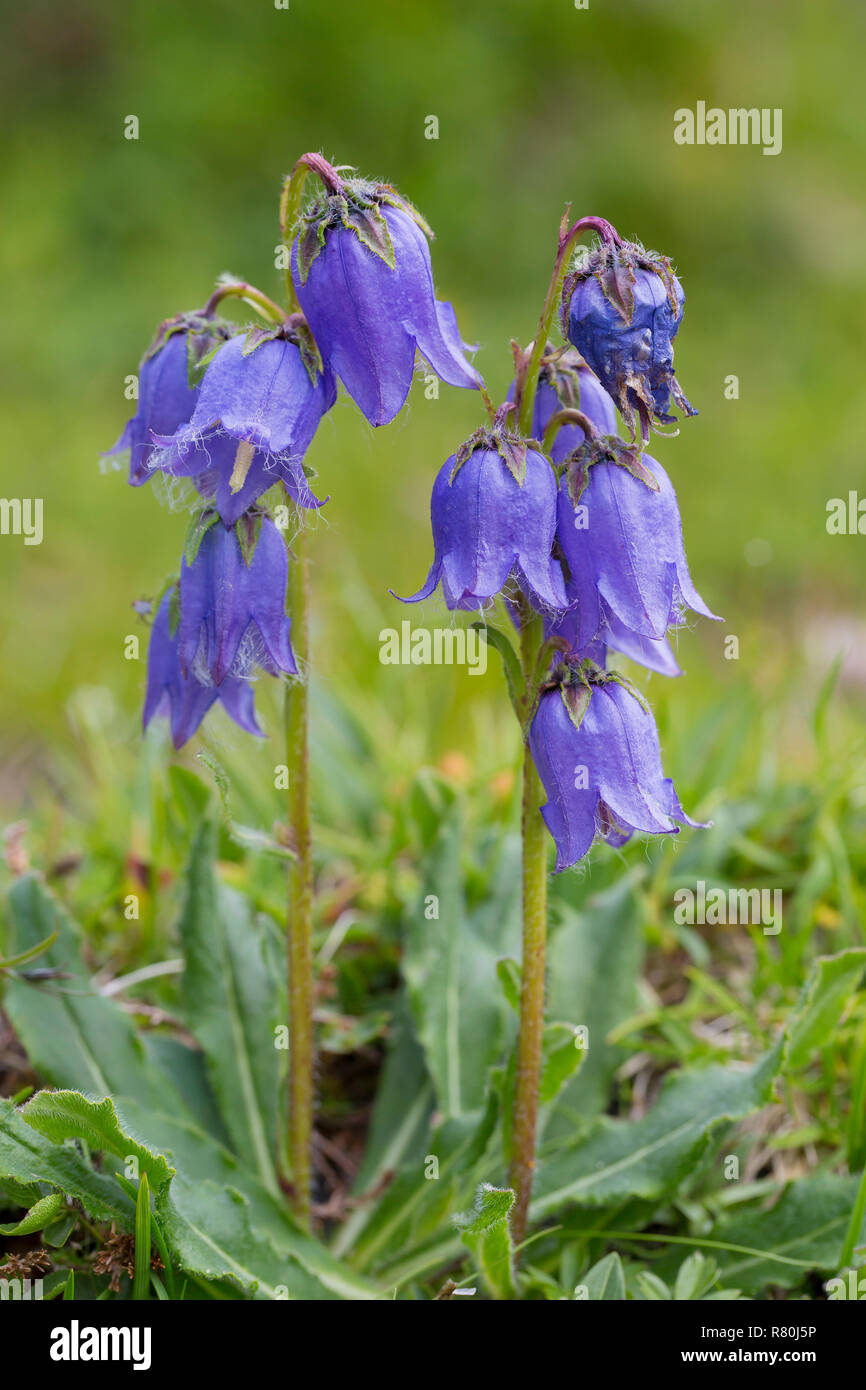 Dimenticare alpino-me-non (Campanula barbata), la fioritura delle piante. Parco Nazionale degli Alti Tauri, Carinzia, Austria Foto Stock