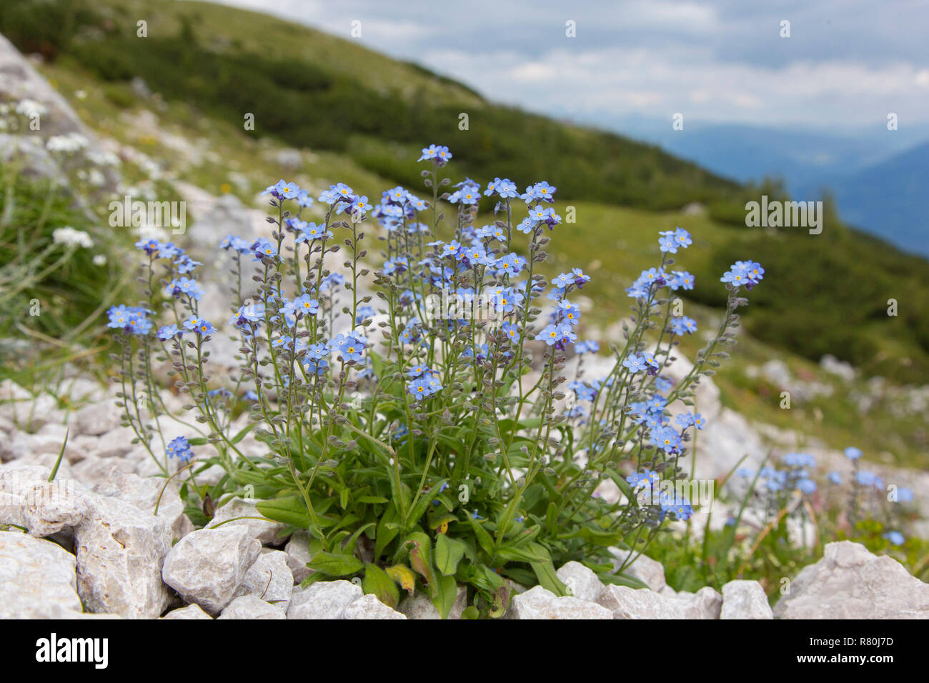 Dimenticare alpino-me-non (Myosotis alpestris), la fioritura delle piante. Parco Nazionale degli Alti Tauri, Carinzia, Austria Foto Stock
