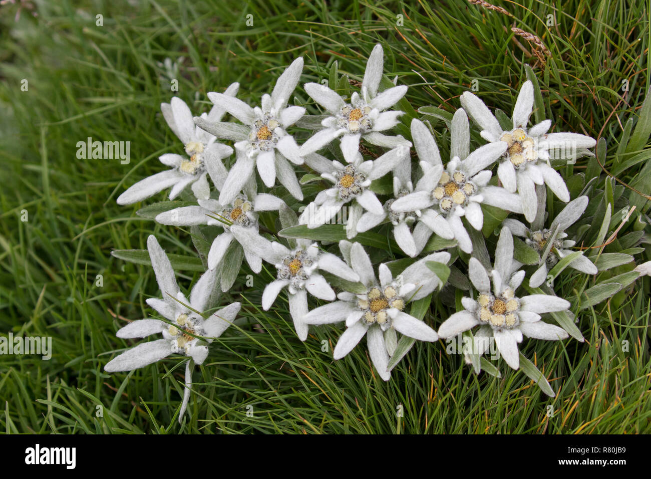 Edelweiss (Leontopodium nivale alpinum), la fioritura delle piante. Parco Nazionale degli Alti Tauri, Carinzia, Austria Foto Stock