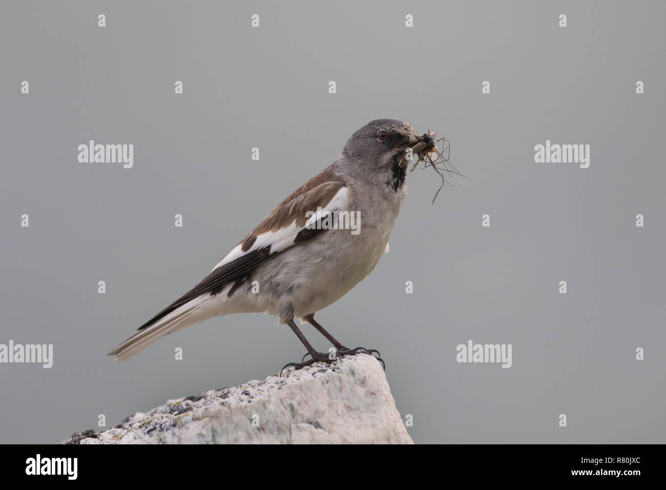 Bianco-winged Snowfinch (Montifringilla nivalis). Adulto con insetti per i suoi pulcini, in piedi su una roccia. Alpi, Austria Foto Stock