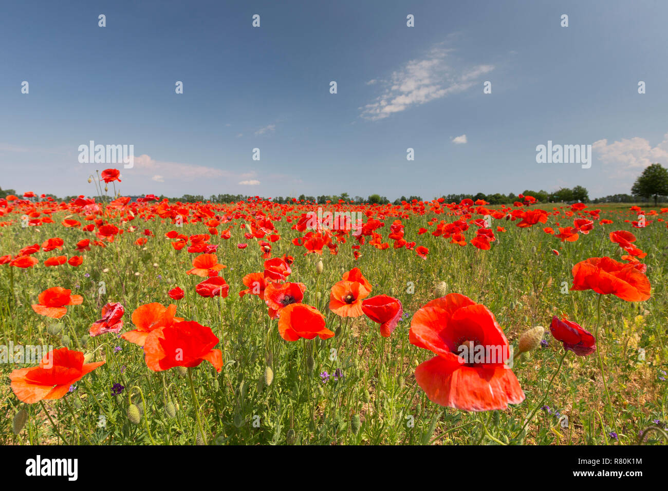 Comune di papavero rosso, Fiandre Papavero (Papaver rhoeas). Papaveri in fiore. Germania Foto Stock