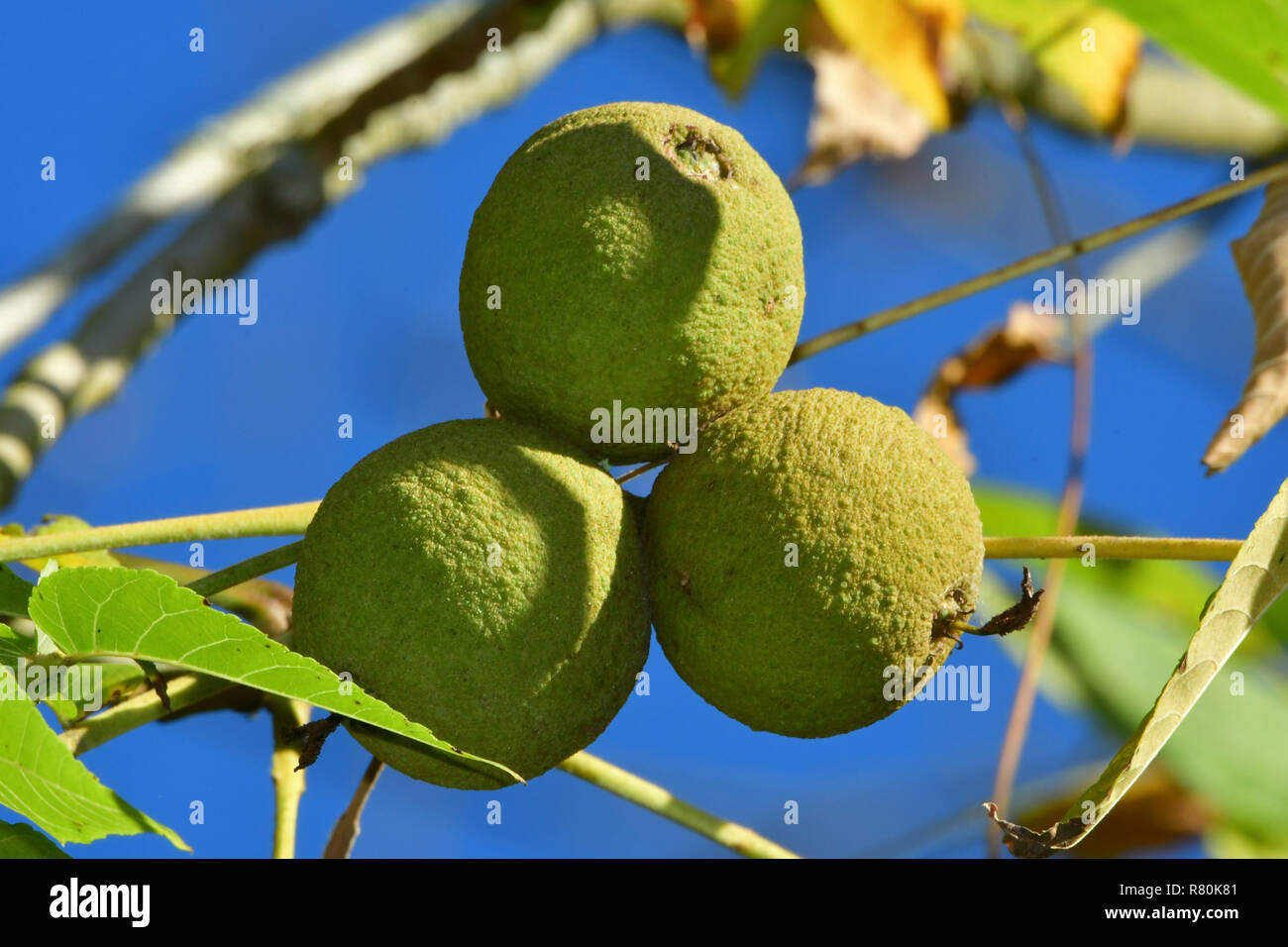 Noce Nero, noce canaletto (Juglans nigra). I frutti acerbi su un albero, visto contro il cielo blu. Germania Foto Stock