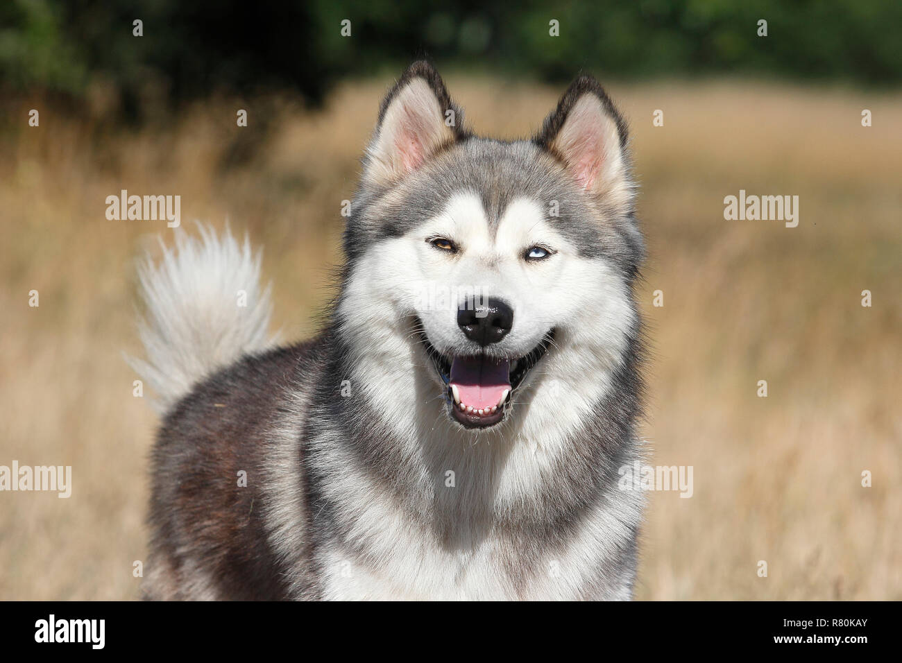 Siberian Husky Malamute x. Ritratto di maschio (2 anni). Germania Foto Stock
