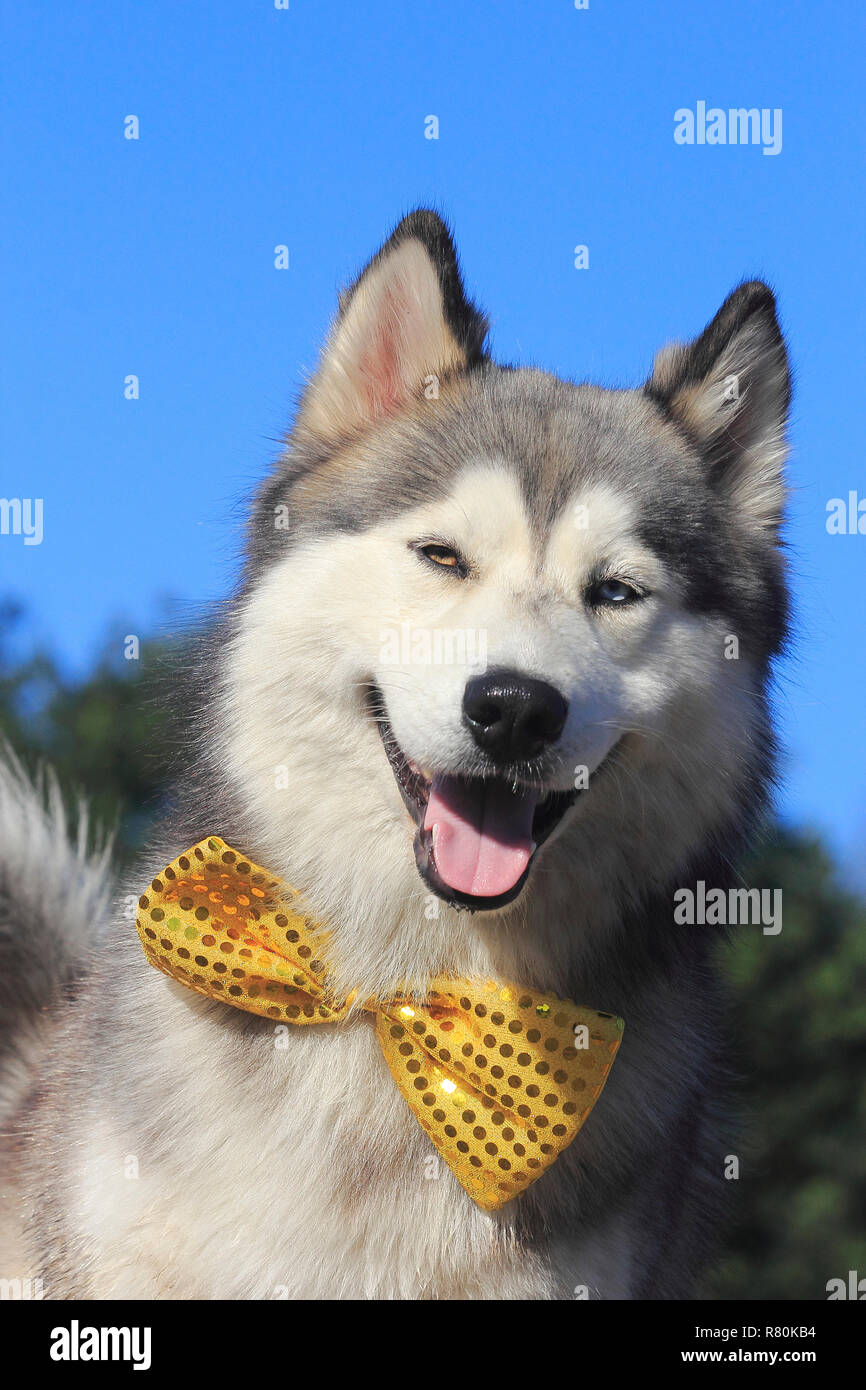 Siberian Husky Malamute x. Ritratto di maschio (2 anni), indossando un bow tie. Germania Foto Stock