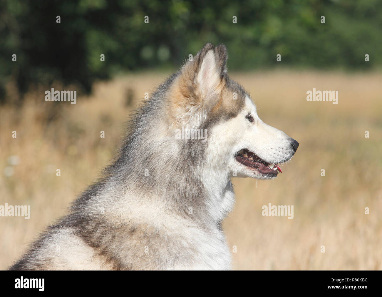 Siberian Husky Malamute x. Ritratto di maschio (2 anni), visto di lato. Germania Foto Stock