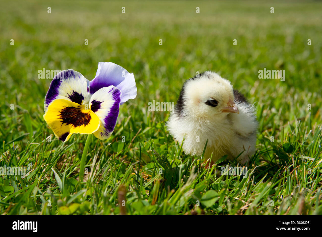 Pollo domestico, Orpington pollo. Chick in piedi in erba accanto a Pansy flower. Germania Foto Stock