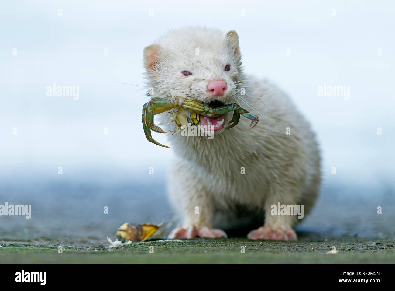 American visoni (Mustela vison, Neovison vison). Albino mangiare un granchio Shore (Carcinus maenas). Danmark Foto Stock