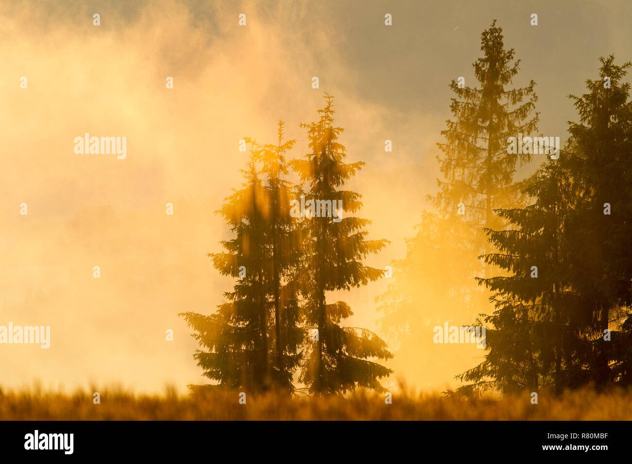 La nebbia salire al di sopra di un fiume in l'ultima luce del sole e la vasca da bagno il paesaggio nella luce mistica. Alti Tatra, Slovacchia Foto Stock