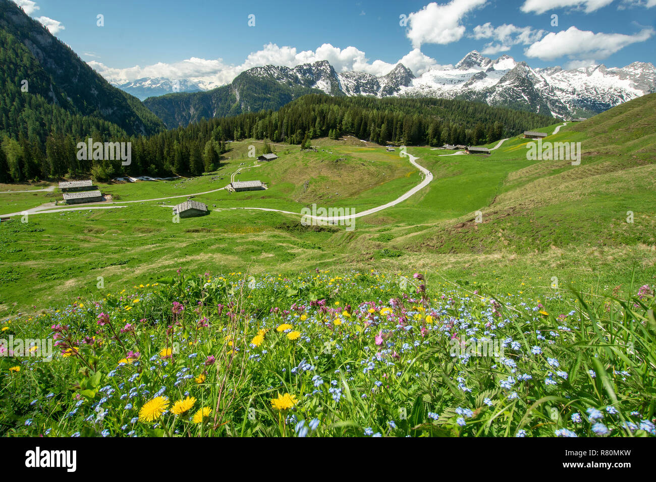 Pascolo alpino Kallbrunn Alm sul confine austro-tedesca Foto Stock