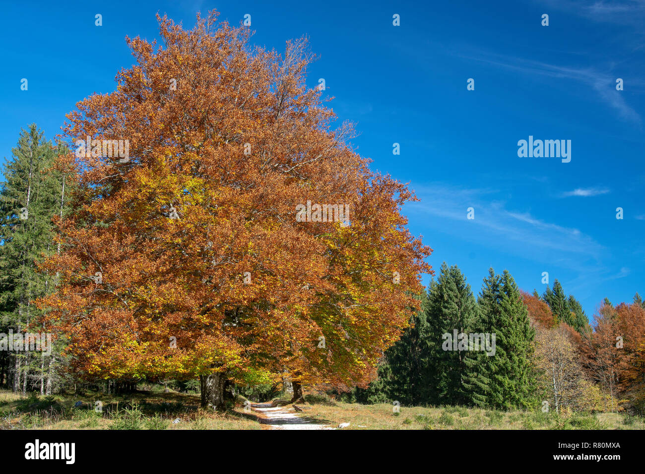 Alberi in corrispondenza del bordo di una foresta in un giorno chiaro in autunno. Alta Baviera, Germania Foto Stock