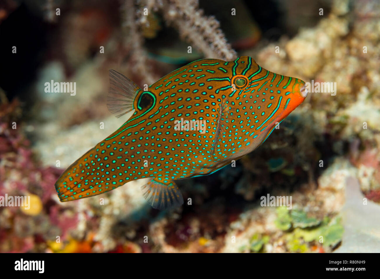 Avvistato Sharpnose (Canthigaster solandri) nella barriera corallina. Banda Mare, Sulawesi, Indonesia Foto Stock