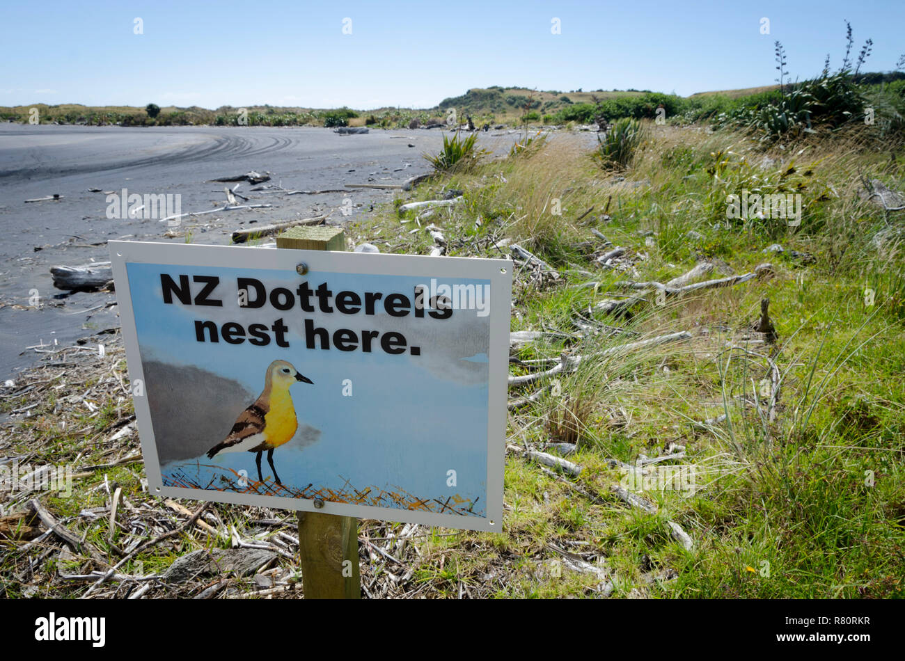 Area di nidificazione per la Nuova Zelanda Dotterels sulla spiaggia a Mohakatino, Waikato, Isola del nord, Nuova Zelanda Foto Stock