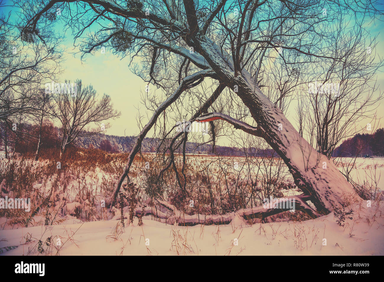 Vecchio albero pendente sulla riva del lago in inverno Foto Stock