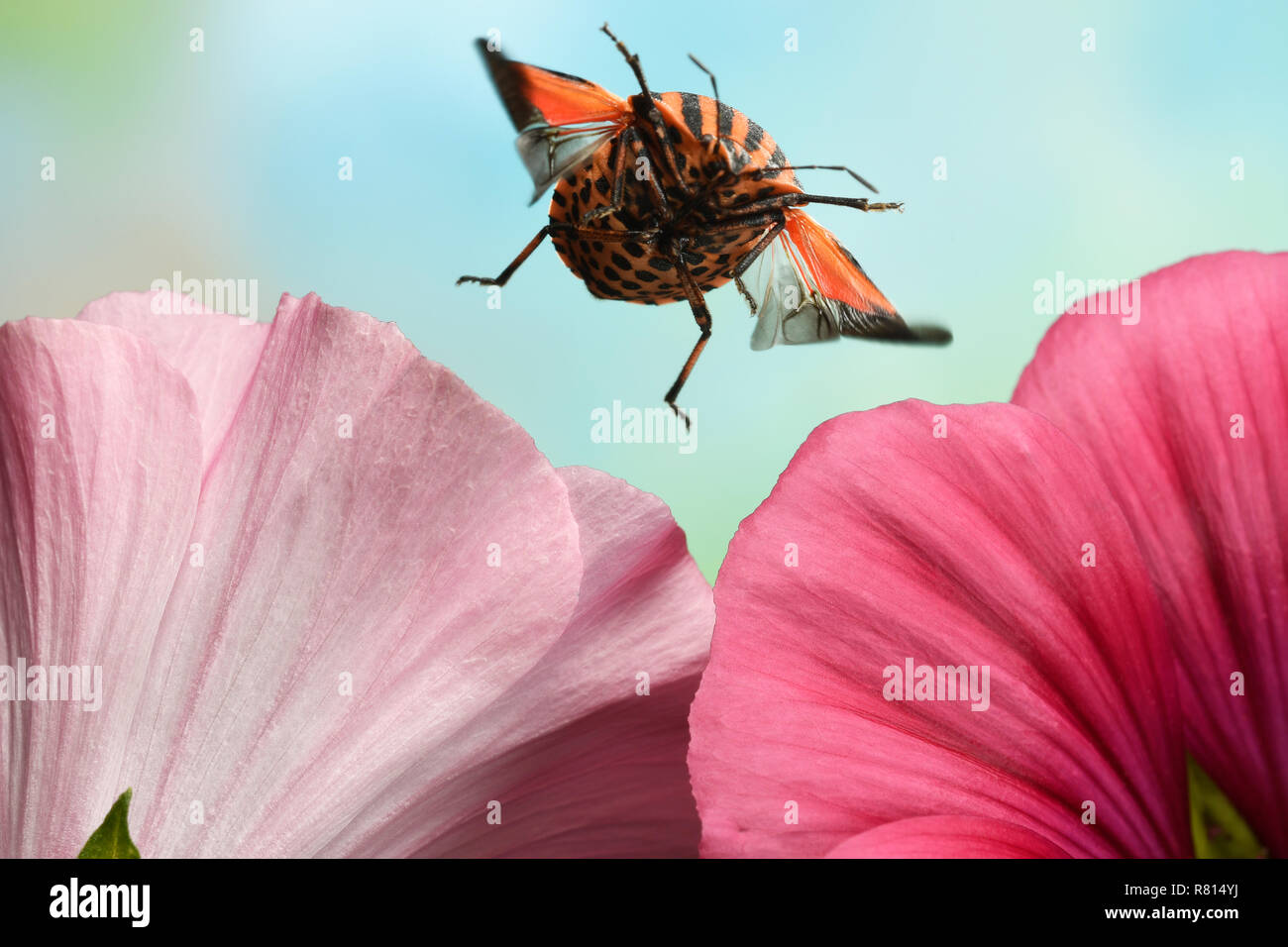 Striping italiano-bug (Graphosoma lineatum), in volo, sul fiore rosa di un mallows (Malva), Germania Foto Stock