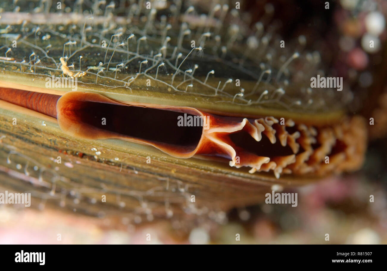 (Crenomytilus grayanus) cozze, Giappone Mare, Primorsky Krai, Russia Foto Stock