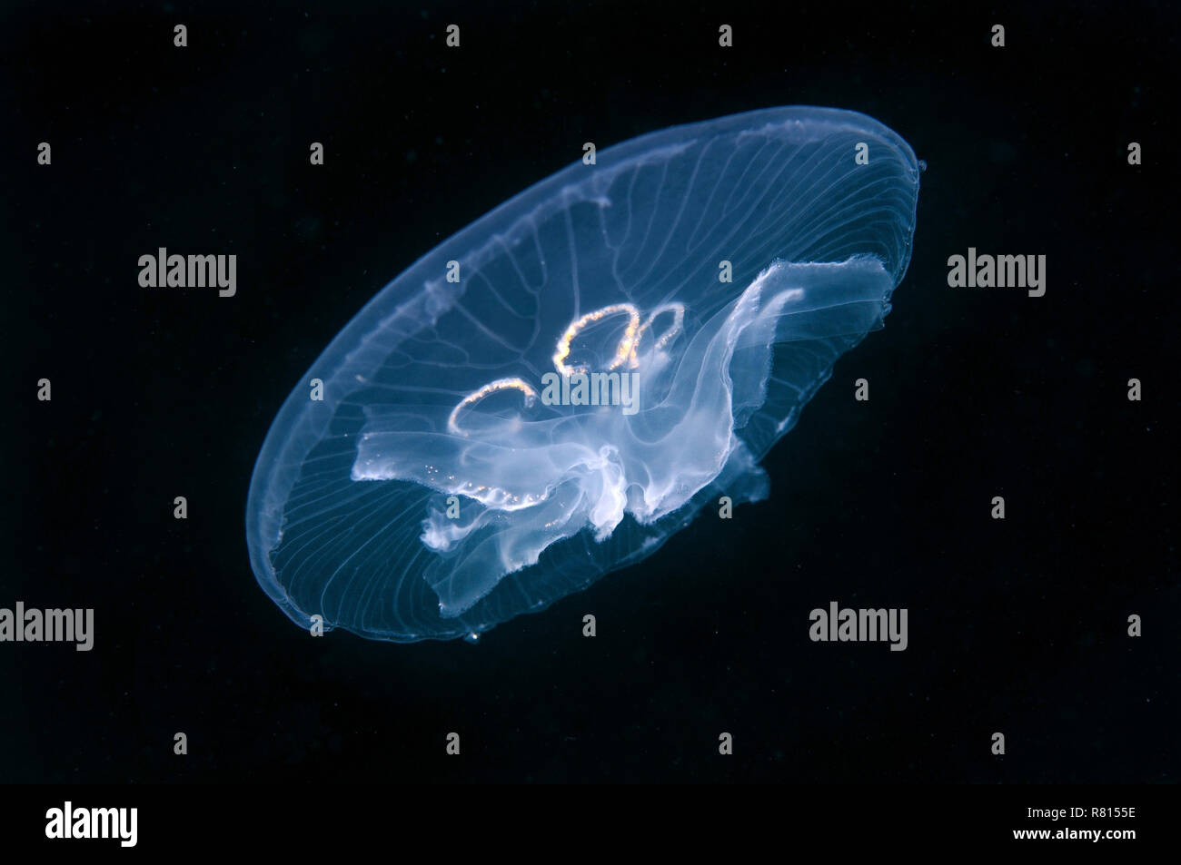 Meduse comune (Aurelia aurita), una mutazione genetica, ha sette gonadi invece di quattro, Mar Nero, Crimea, Ucraina Foto Stock