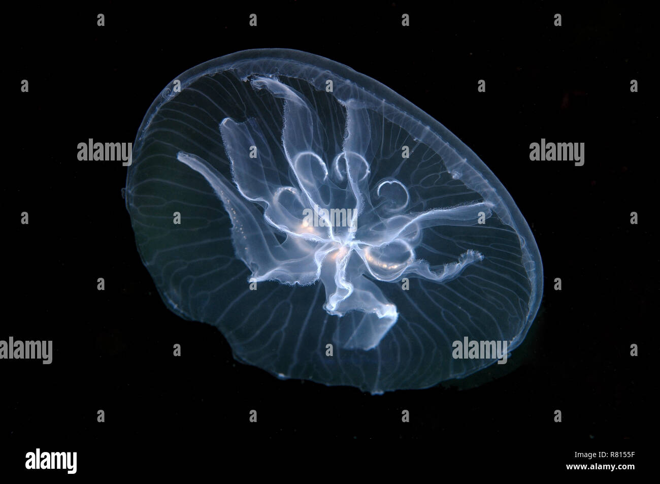 Luna jelly (Aurelia aurita), qui una mutazione con sette gonadi invece di quattro, Mar Nero, Crimea, Ucraina Foto Stock