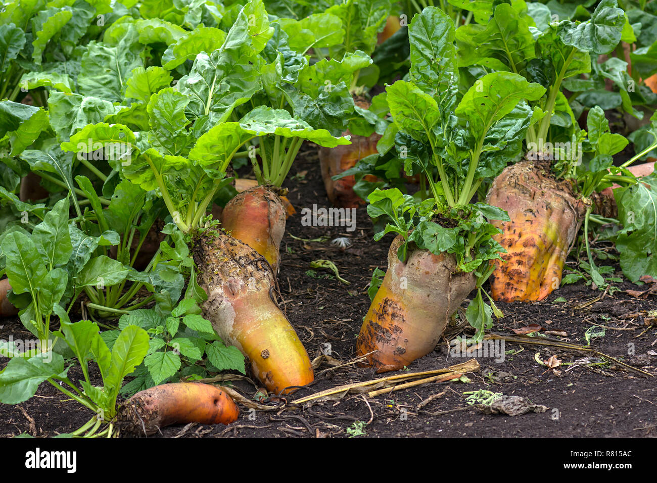 Mature delle barbabietole da zucchero (Beta vulgaris) sul campo, Meclemburgo-Pomerania Occidentale, Germania Foto Stock