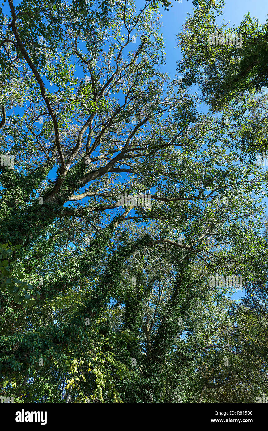 Edera comune (Hedera helix) coperta pioppo (populus), Meclemburgo-Pomerania, Germania Foto Stock