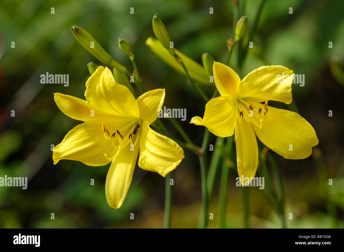 Giallo (Daylily Hemerocallis) varietà Hbrid Corky, pianta di giardino, Germania Foto Stock