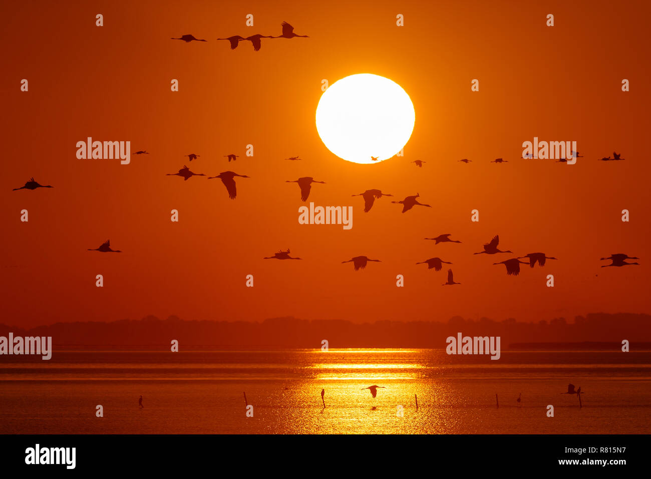 Gru comune (grus grus), uno sciame di uccelli di sunrise, Western Pomerania Area Laguna Parco Nazionale Foto Stock