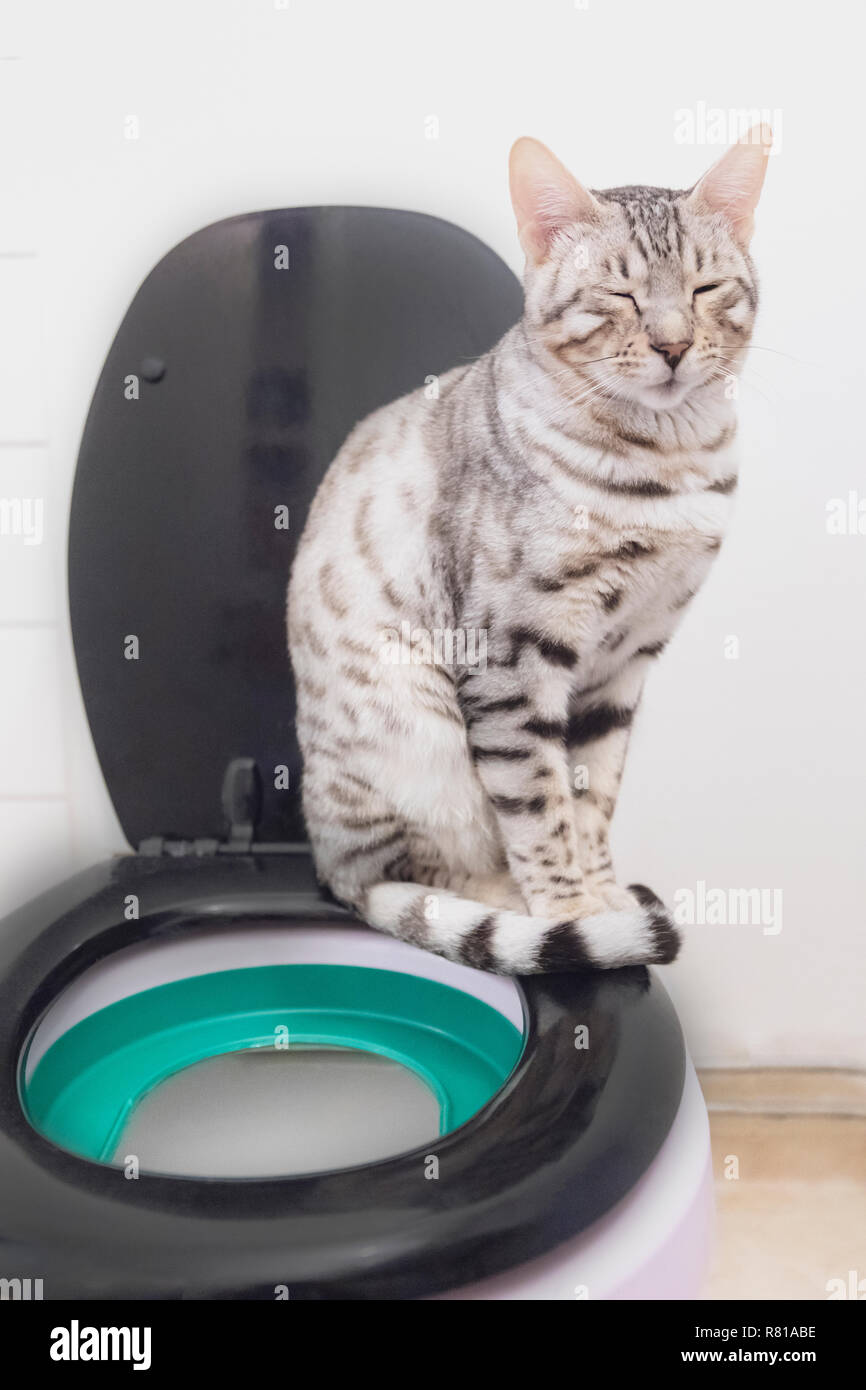 Cat sitting on toilet immagini e fotografie stock ad alta risoluzione -  Alamy