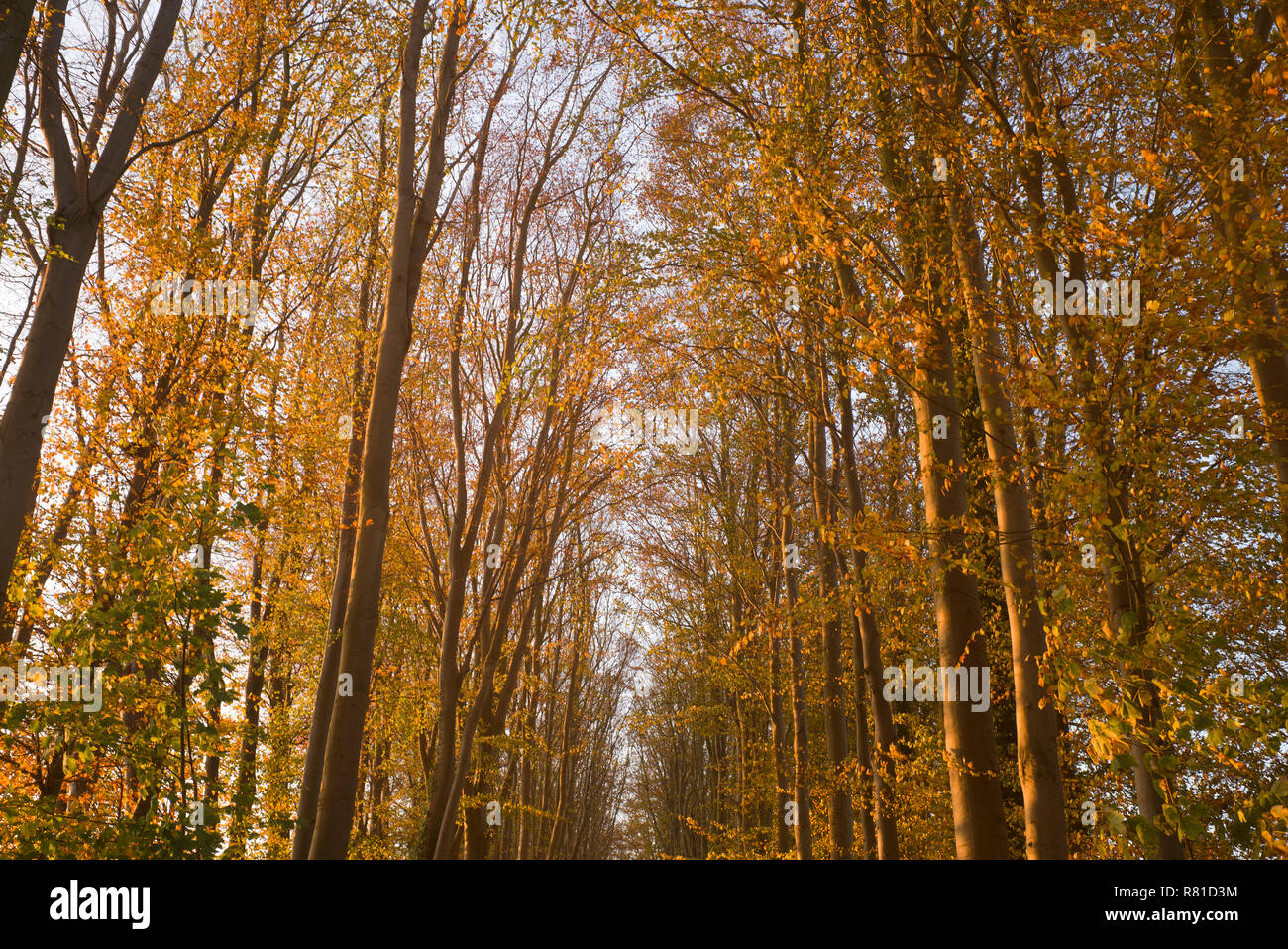 In autunno gli alberi e le foglie Foto Stock