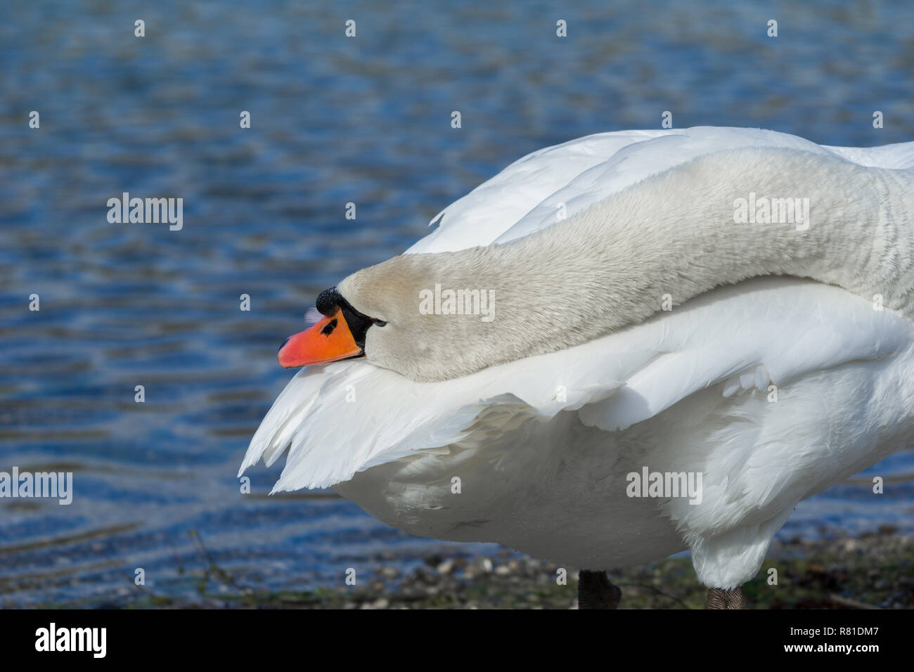 Close-up di un bellissimo cigno bianco (Cygnus) al lago. Foto Stock