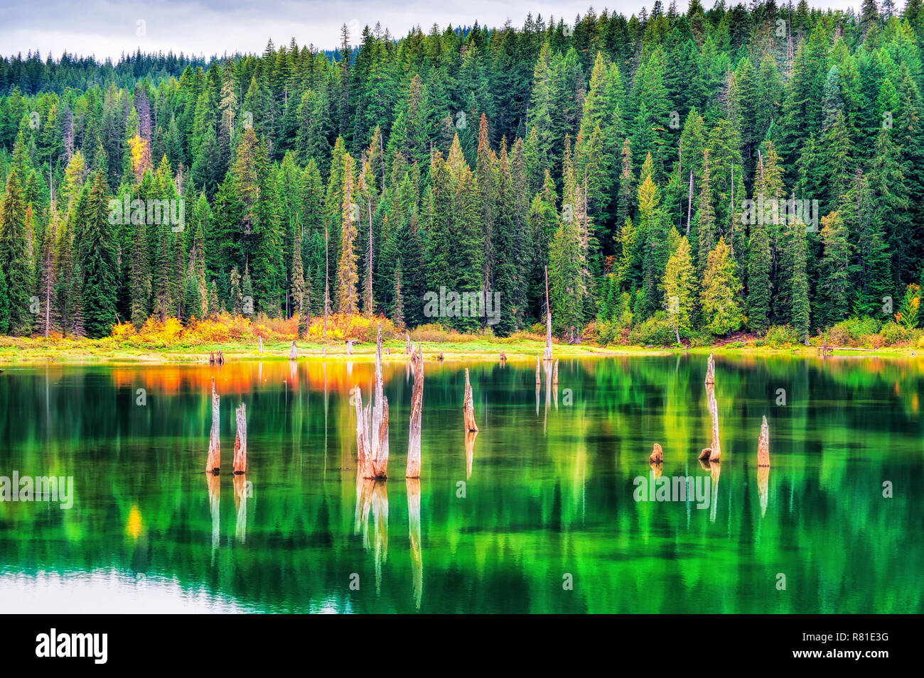 I colori autunnali riflettono in chiaro piccolo lago d'oca in Gifford Pinchot National Forest nello Stato di Washington. Foto Stock
