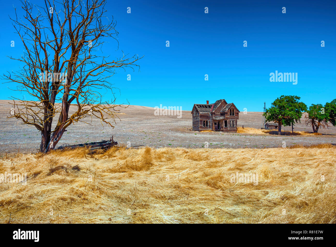 Un campo di grano circonda questo abbandonato homestead in Dufur, Oregon. Un vecchio carro è di stanza sotto un albero morto. Foto Stock