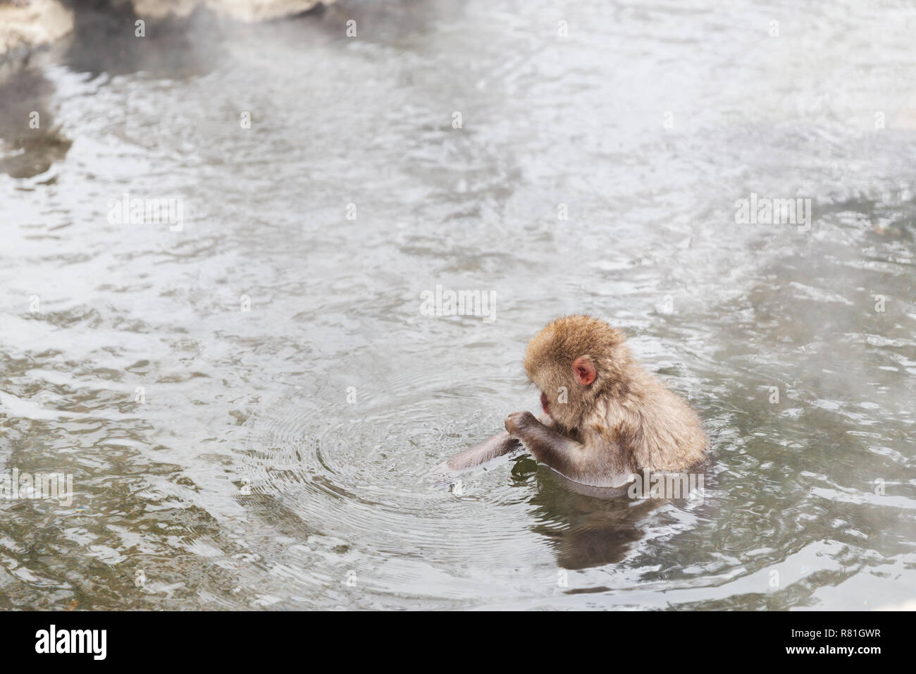 Macaque giapponese o neve scimmia in primavera calda Foto Stock