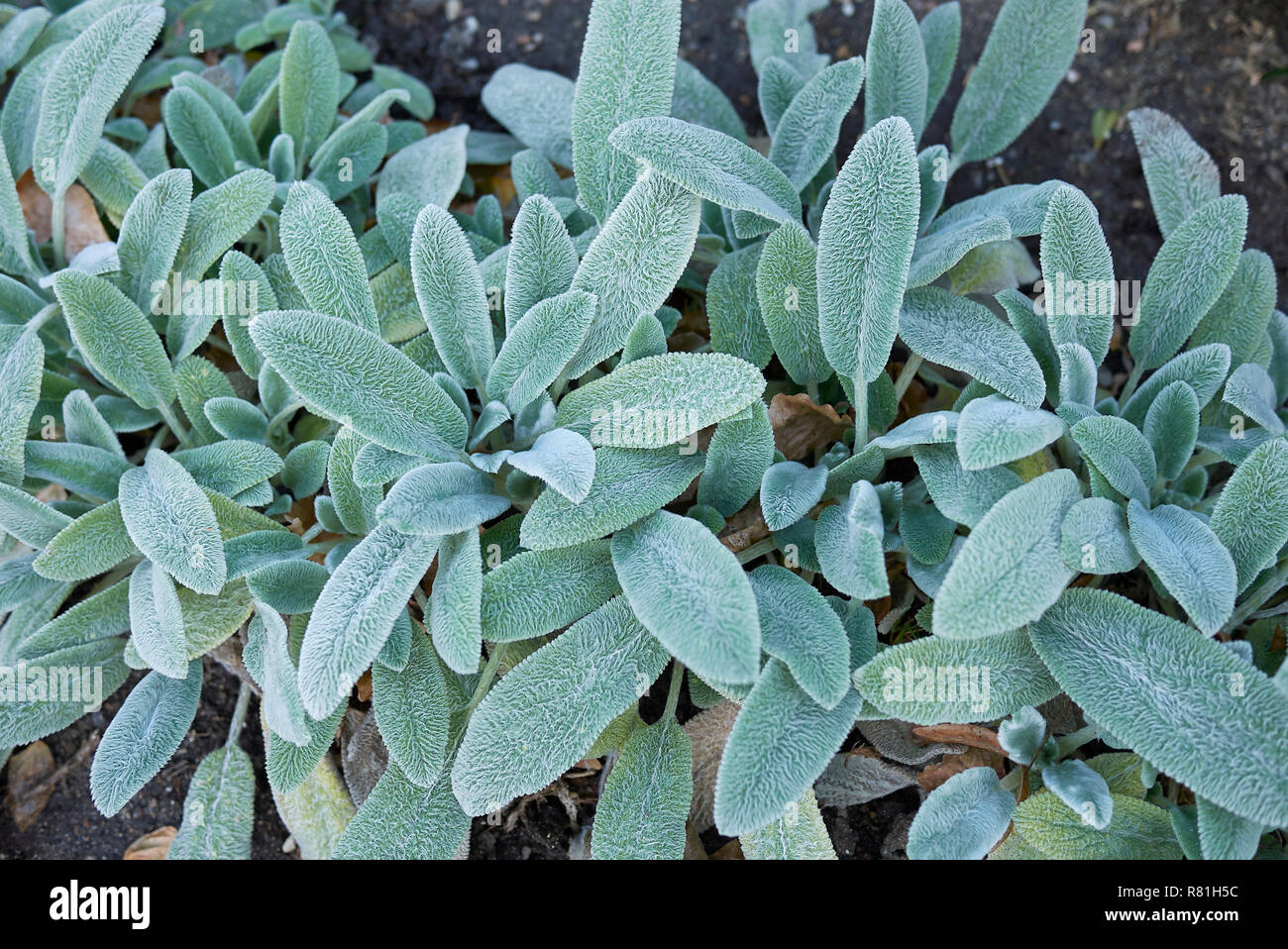 Stachys byzantina hairy fogliame Foto Stock