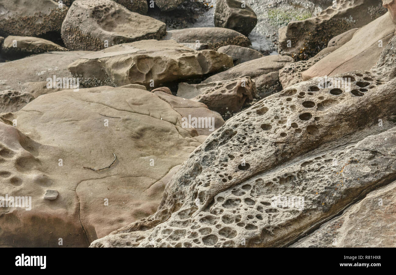 Close-up di lisci e ruvidi, sale-eroso massi di arenaria, alcuni con tafoni cavità, sulla costa rocciosa di Gabriola Island, British Columbia. Foto Stock