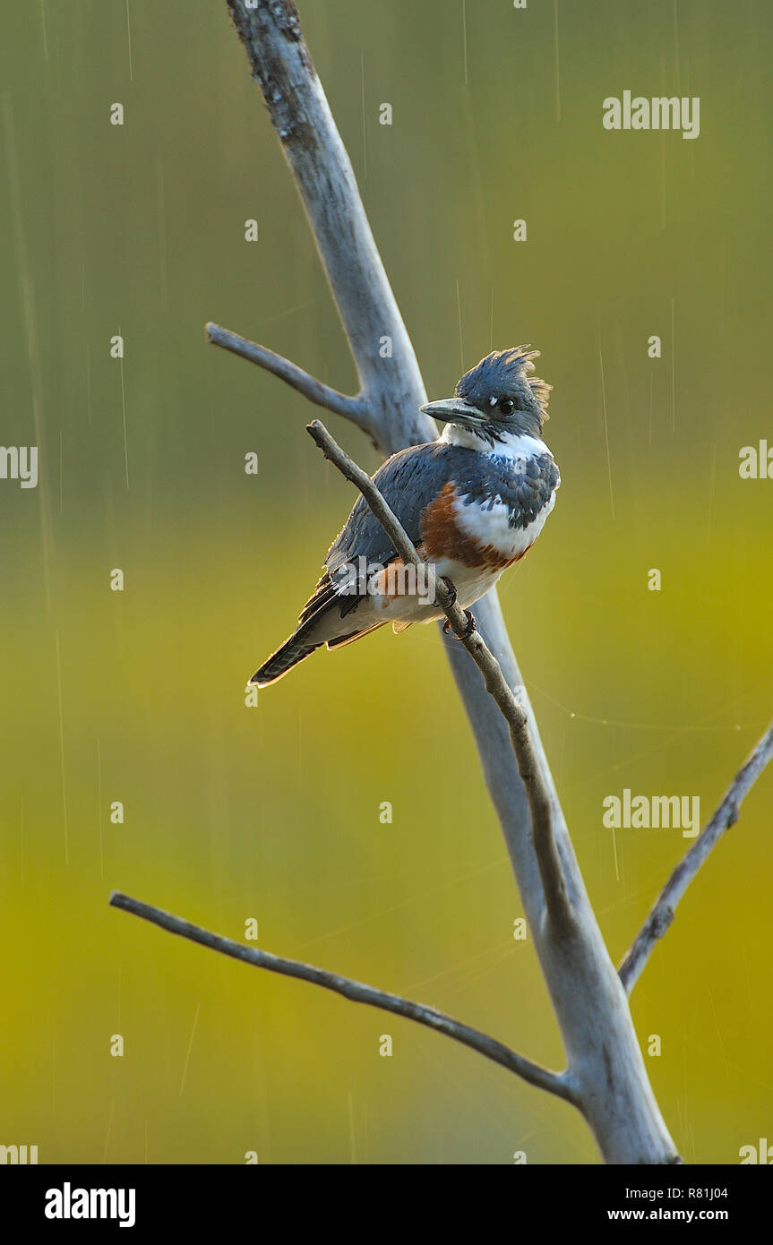 Un'immagine verticale di un North American Kingfisher appollaiato su un albero morto con pioggia essendo retroilluminati da sole di setting nelle zone rurali di Alberta in Canada. Foto Stock