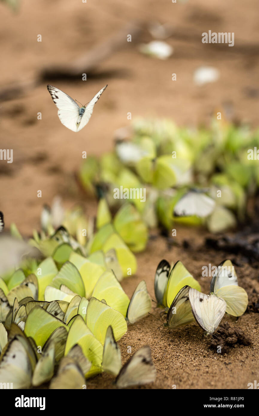Uno sciame di farfalle della festa da qualcosa nella sabbia di fiume spiaggia laterale sul bordo del Taman Negara e la foresta pluviale tropicale parco nazionale in Foto Stock