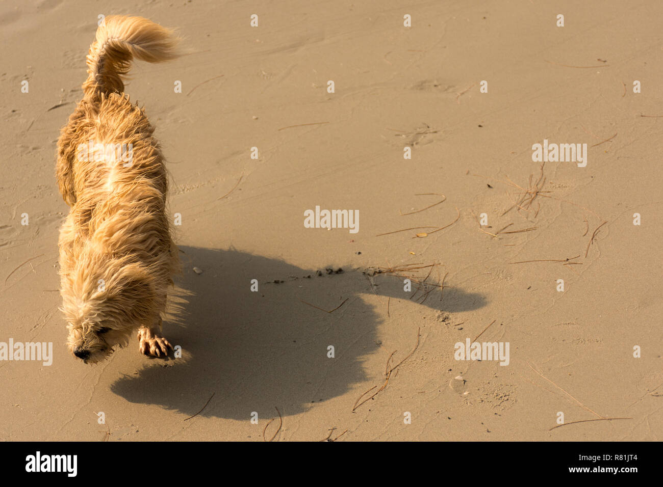 Un piccolo cane peloso lotte a camminare in linea retta lungo una spiaggia di ventoso. Foto Stock