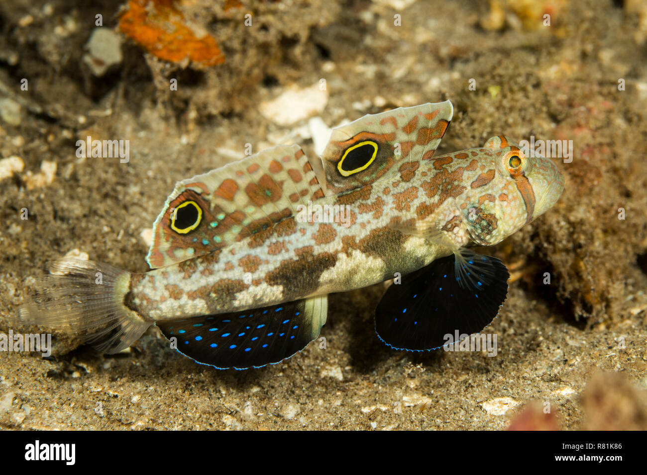 Due Spot di ghiozzo, Crab-eyed ghiozzo ghiozzo (Signigobius biocellatus) in Celebes Mare. Parco Nazionale di Bunaken, Nord Sulawesi, Indonesia Foto Stock