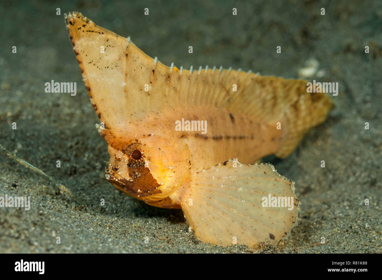 Spinosa, Waspfish spinoso-foglia di pesci (Ablabys macracanthus). Celebes Mare, Manado, Sulawesi, Indonesia Foto Stock