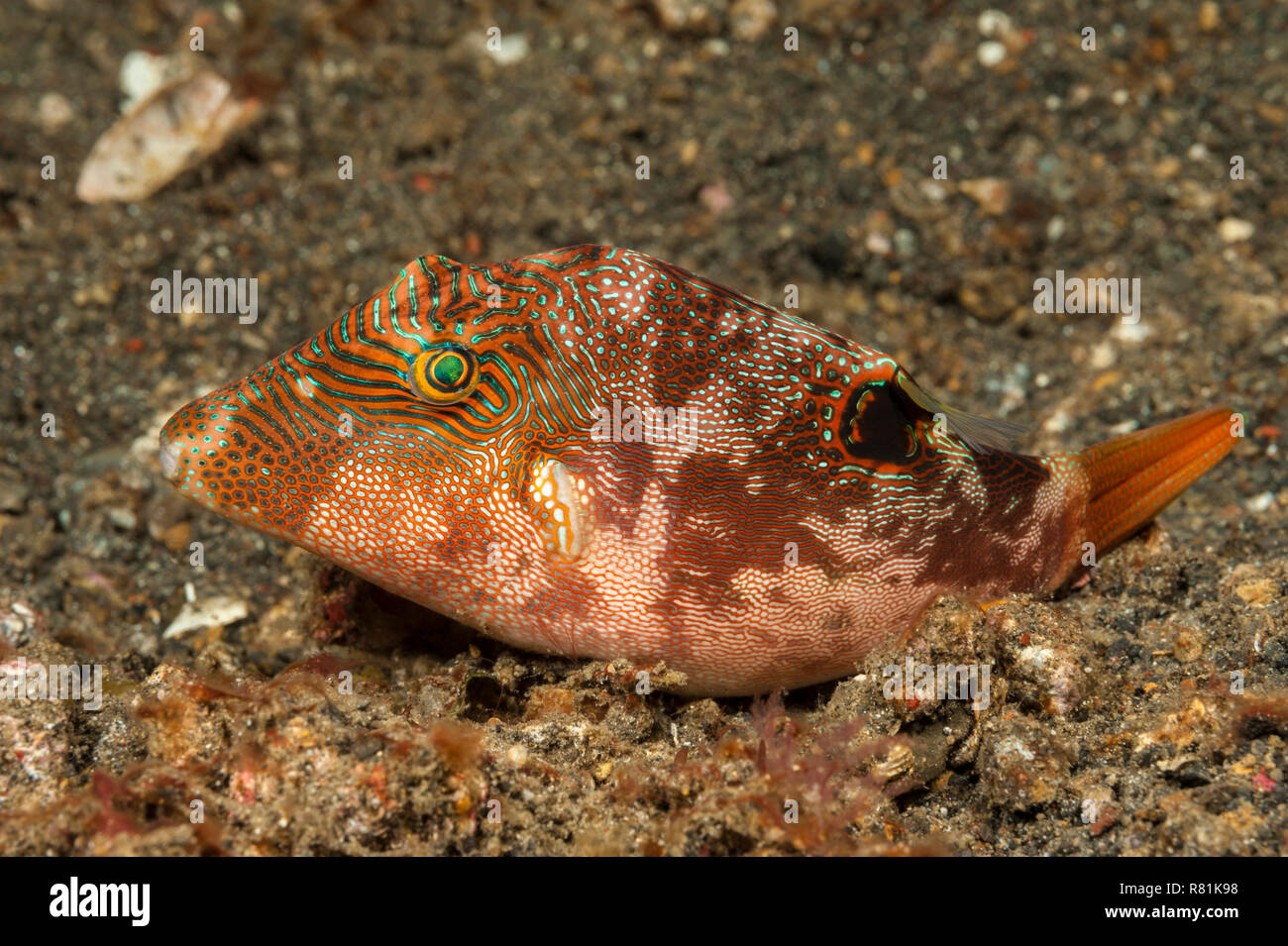 Impronta digitale Toby, compressa Toby (Canthigaster compressa). Molucca Mare, Lembeh strait, Nord Sulawesi, Indonesia Foto Stock