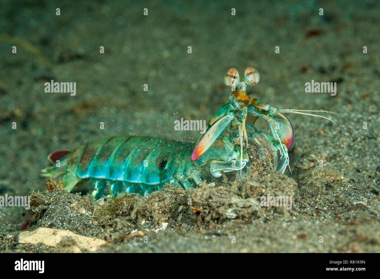 Rosa-eared Canocchia (Odontodactylus latirostris) sul fondo del mare. Molucca Mare, Lembeh strait, Sulawesi, Indonesia Foto Stock