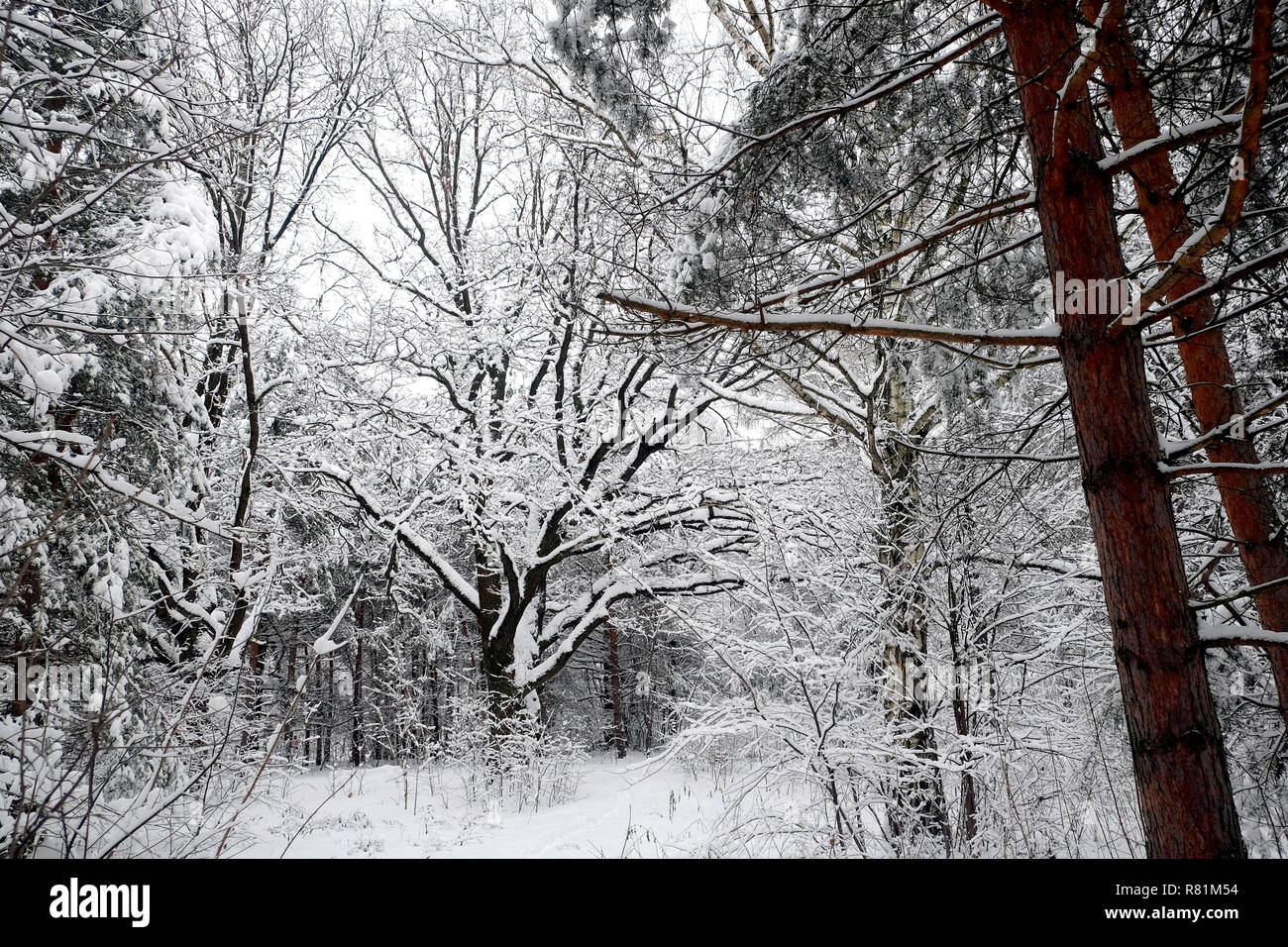 Bellissimo paesaggio con querce di ramificazione e coperti di neve percorso nel bosco invernale a nuvoloso giorno di inverno Foto Stock