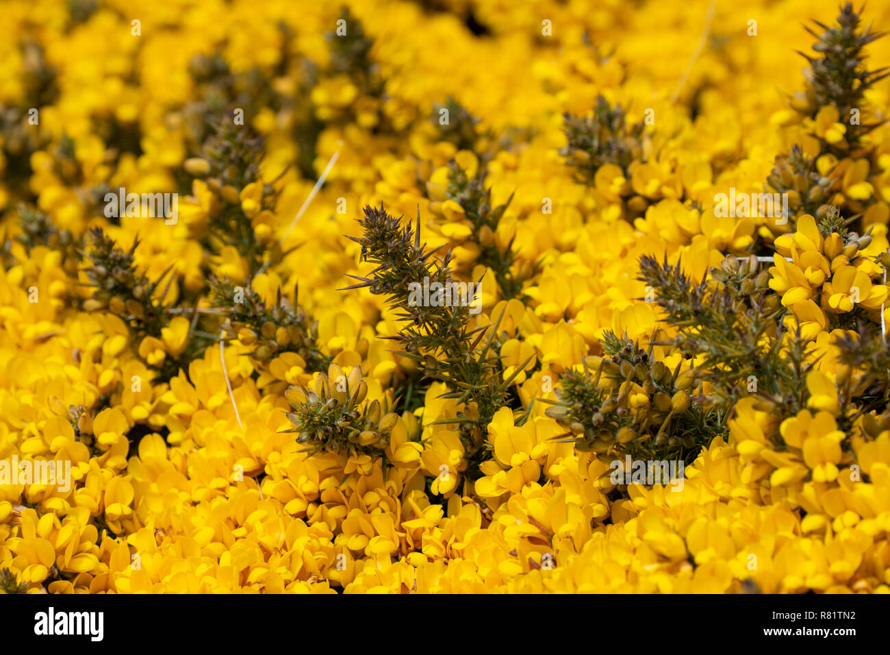 Regno Unito, Isole Falkland, West Falkland, West Point Island. Fioritura giallo gorse flora. Foto Stock