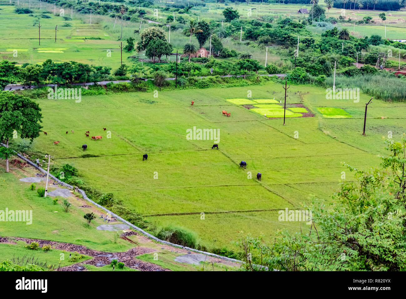 vista dall'alto del lotto di bestiame sono pascoli di campo verde con strada villaggio che attraversa vicino. Foto Stock